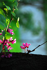 Image showing Blooming tree at spring