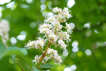 Image showing Blooming chestnut