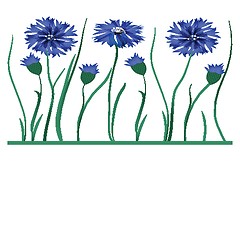 Image showing Beautiful blue cornflower isolated on white background