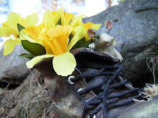 Image showing A daffodil in a shoe