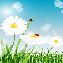 Image showing beautiful flower daisy on background