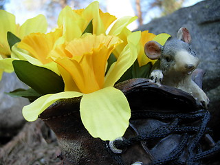 Image showing A daffodil in a shoe