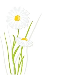 Image showing beautiful flower daisy on background