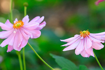 Image showing Beautiful soft pink aster with yellow centre sway in the breeze