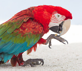 Image showing Colorful parrot in captivity