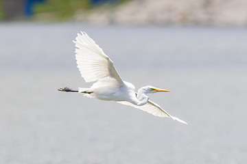 Image showing Great Egret (Ardea alba modesta), American subspecies