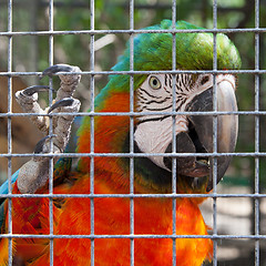 Image showing Colorful parrot in captivity