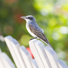 Image showing Grey Kingbird (Tyrannus dominicensis)