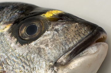 Image showing gilthead