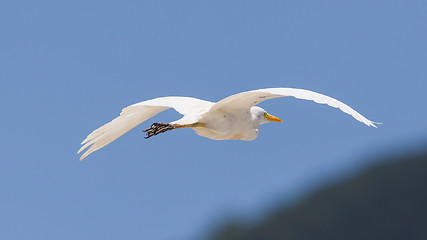 Image showing Great Egret (Ardea alba modesta), American subspecies