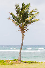 Image showing Palm tree in a beach