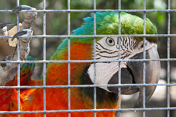 Image showing Colorful parrot in captivity