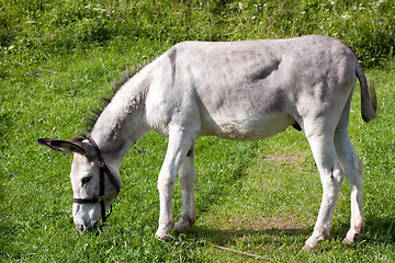 Image showing grey donkey