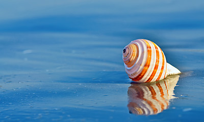 Image showing Shell on a beach with reflection