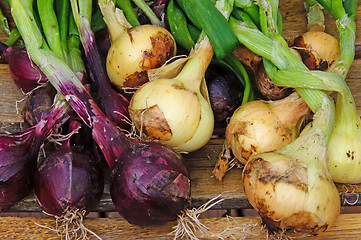 Image showing Fresh onions to dry