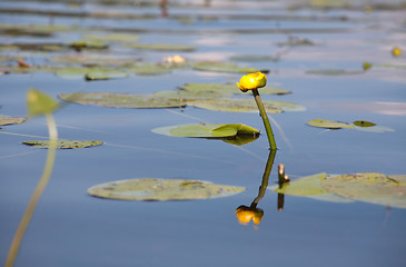 Image showing yellow water lily