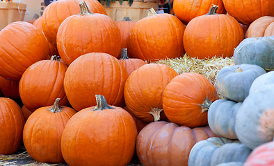 Image showing pumpkin patch