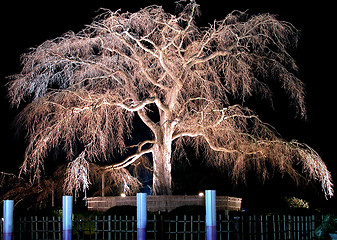 Image showing Night old cherry tree