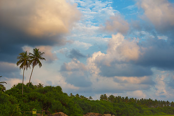 Image showing Landscape with tropical trees and coconut palms