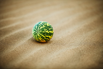 Image showing Desert melon (Citrullus colocynthis) on sand