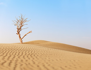 Image showing Lonely dry tree in sand desert