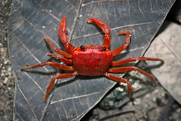 Image showing Red land crab. Thailand