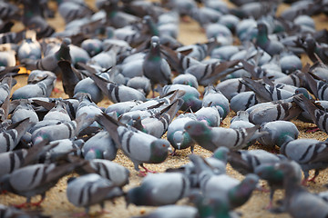 Image showing Fed pigeons at the square. Jaipur, India