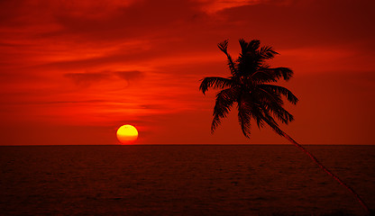 Image showing Palm tree silhouette on sunset sky background