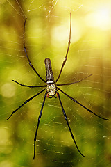 Image showing Large tropical spider - nephila (golden orb)