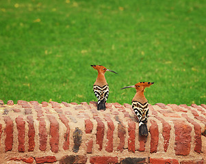 Image showing Two hoopoe on an ancient brick wall