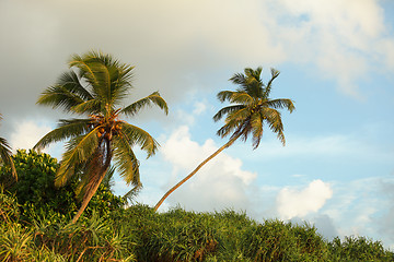 Image showing Coconut palms on the tropical ocean coast