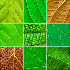 Image showing Green leafs square collage - seamless pattern