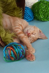 Image showing Little Orange Tabby Kitten in Studio