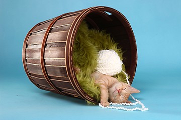 Image showing Little Orange Tabby Kitten in Studio