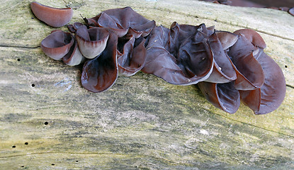 Image showing tree fungus