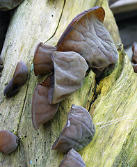 Image showing tree fungus