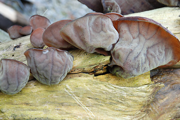 Image showing tree fungus