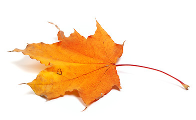 Image showing Autumn maple leaf on white background