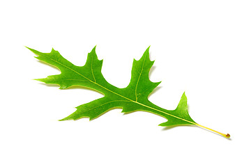 Image showing Green oak leaf on white background