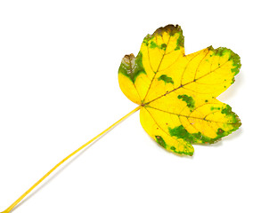 Image showing Yellowed autumn leaf