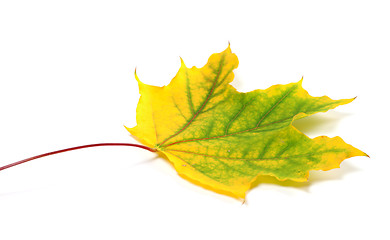 Image showing Yellowed autumn maple leaf