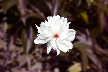 Image showing Peony