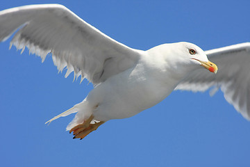 Image showing Seagull flying