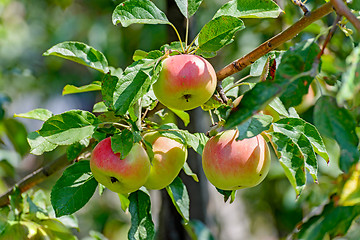 Image showing Apples