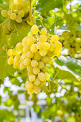 Image showing Grape