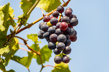 Image showing Grape