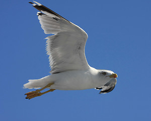 Image showing Seagull