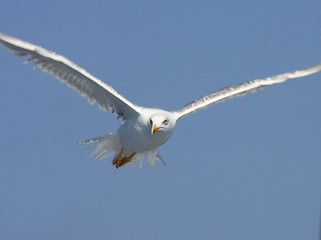 Image showing Seagull flying