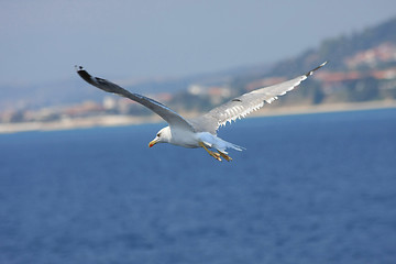 Image showing Seagull