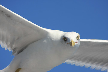 Image showing Seagull